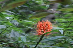 Hedychium aurantiacum